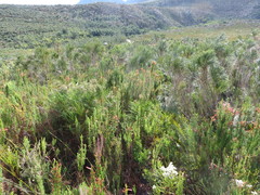 Erica curviflora curviflora