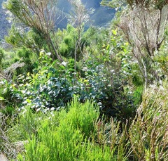 Halleria lucida