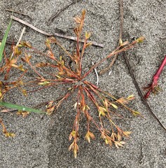Juncus ranarius
