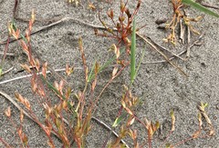 Juncus ranarius