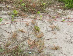 Juncus ranarius