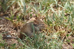 Arvicanthis niloticus