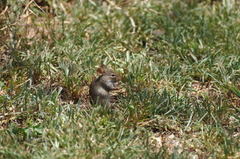 Arvicanthis niloticus