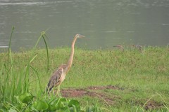 Ardea purpurea