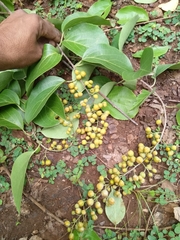 Celastrus paniculatus