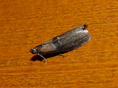 Sciota fumella