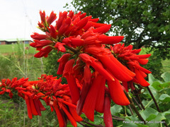 Erythrina humeana