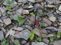 Symphyoloma graveolens