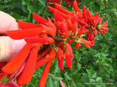 Erythrina humeana