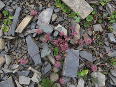 Symphyoloma graveolens