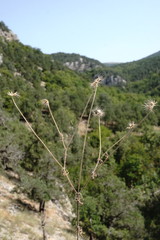 Pterocephalus plumosus