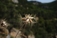 Pterocephalus plumosus