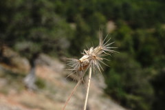 Pterocephalus plumosus