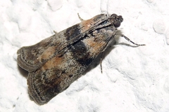 Sciota rhenella