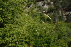 Piptatherum holciforme