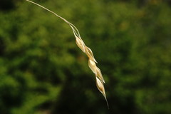 Piptatherum holciforme