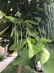 Catalpa speciosa