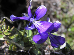 Viola alpina
