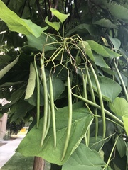 Catalpa speciosa