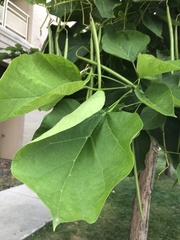 Catalpa speciosa
