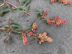 Rumex crassus