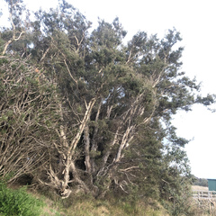 Melaleuca cuticularis