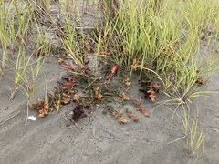Rumex crassus