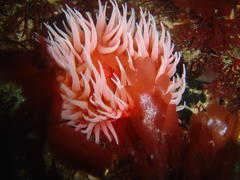 Pseudactinia flagellifera