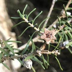 Melaleuca cuticularis
