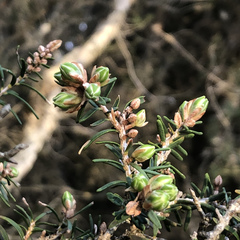 Melaleuca cuticularis