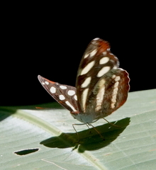 Catonephele nyctimus