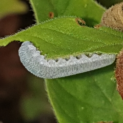 Monostegia abdominalis