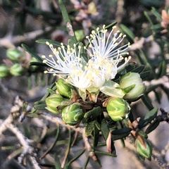 Melaleuca cuticularis