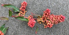 Rumex crassus