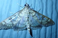 Mimorista