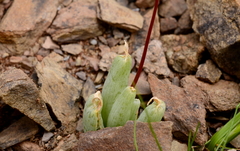 Bulbine diphylla