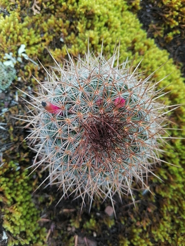 Mammillaria discolor