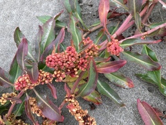 Rumex crassus