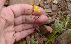 Bulbine diphylla