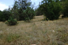 Bupleurum marschallianum