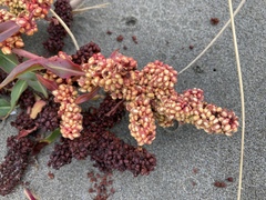 Rumex crassus