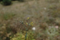 Bupleurum marschallianum