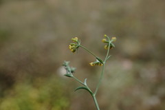 Bupleurum marschallianum