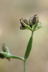 Bupleurum marschallianum