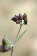 Bupleurum marschallianum