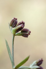 Bupleurum marschallianum