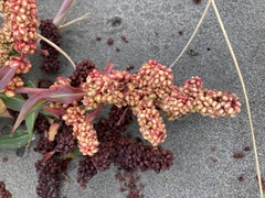 Rumex crassus