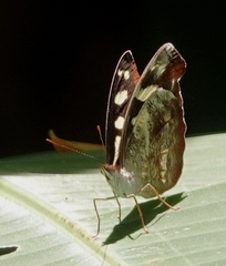 Catonephele nyctimus