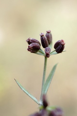 Bupleurum marschallianum