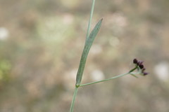 Bupleurum marschallianum